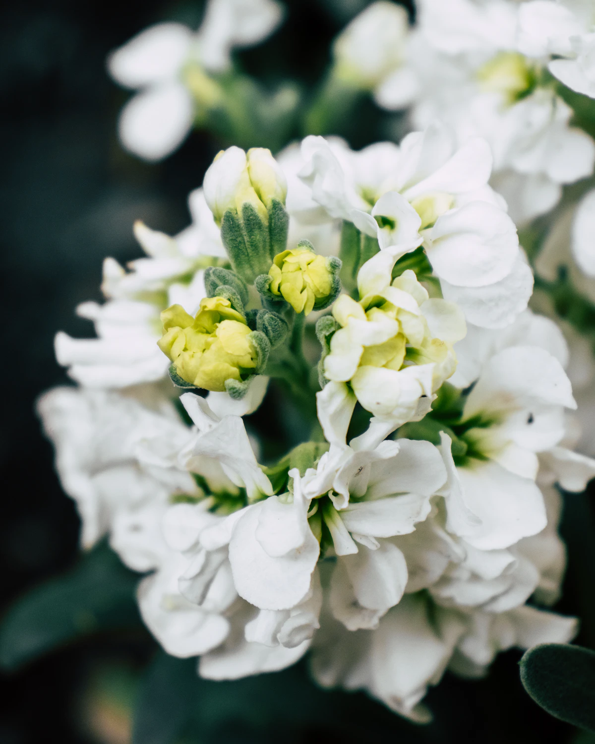 Let's plan your corporate flower needs together